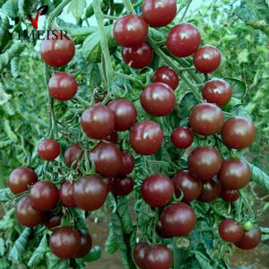 ingrosso frutta di verdure biologiche-50 pz borsa nere pomodorini pomodori semi balcone frutta organica frutta verdure in vaso bonsai pianta semi di pomodoro per la casa giardino