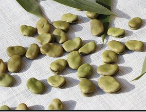 20種子の広い豆の種100 リアル合理的な価格と良質ホームガーデンDIYは紛争野菜種食品を受け入れない