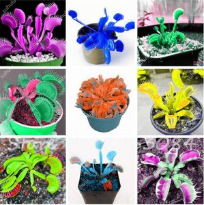 renkli kapalı bitkiler toptan satış-Bahçe Malzemeleri ADET Çanta Insectivoroor Venüs Flytrap Tohumları Karışık Renk Kapalı DIY Bitki