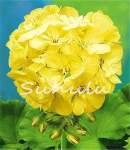 Big Promotion Rare Yellow Edge Geranium Seed Perennial Flower Seeds Pelargonium Peltatum Flowers Bonsai Plant for Garden