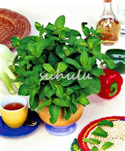 500 bag spearmint mint seeds edible catnip plant flower vegetable seeds bonsai herb seeds for home garden easy grow Colors