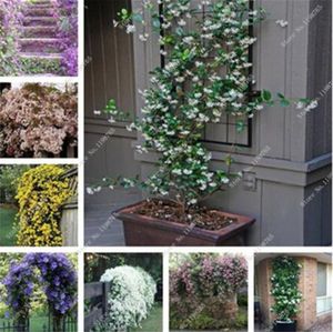 100 stks exotisch klimmen jasmijn bloemzaden kleurrijke jasmijnzaden geurige plant arabian jasmijn zaad bonsai plant thuis tuin