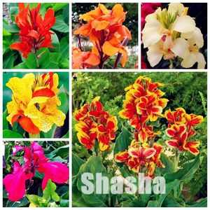 Verkoop stks Dwerg Bonsai Canna Lily Zaden Outdoor Tropical Bronze Scarlet Foliage Perennial Potted Plants voor Thuis Garden Supply