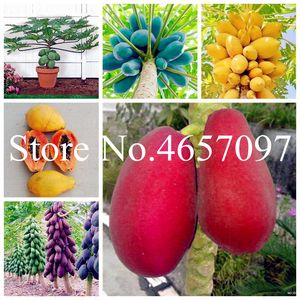 meyve ağaçları tohumları yenilebilir toptan satış-60 Adet Çanta Tatlı Papaya Bonsai Tohumları Organik Heirloom Sebze Meyve Bitki Bonsai Ağacı Yenilebilir Bitki Ev Bahçe Cüce için Meyve Ağacı