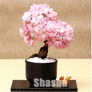 New Bonsai Tree Japanese Sakura bonsai seeds Colorful Cherry Blooming Plants For Home Garden Beautiful Flowers Shipping