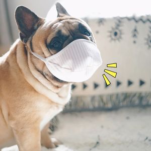 6PCs PET Protective Mask Tre Layer Non Woven Anti Fog Andningsskydd Mask för Proboscis Short Nosed Dogs Mouth Muzzle Anti Bark Bite Chew