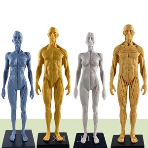 Maniquí humano artístico de 30cm, anatomía musculoesquelética, estructura humana, modelo de arte, pintura CG, enseñanza de escultura