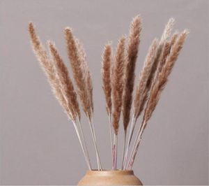 30pc Set Natural Phragmiteed Flowers Bouquet Bouquet Big Pampas séché Grass Decoration de mariage Decoration Home Fall Decor3597433