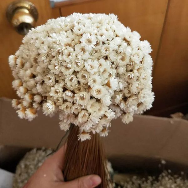 30 pièces Decoraitve fleur séchée Mini marguerite étoile fleur Bouquet plantes naturelles petit Floral pour mariage bricolage décoration de la maison