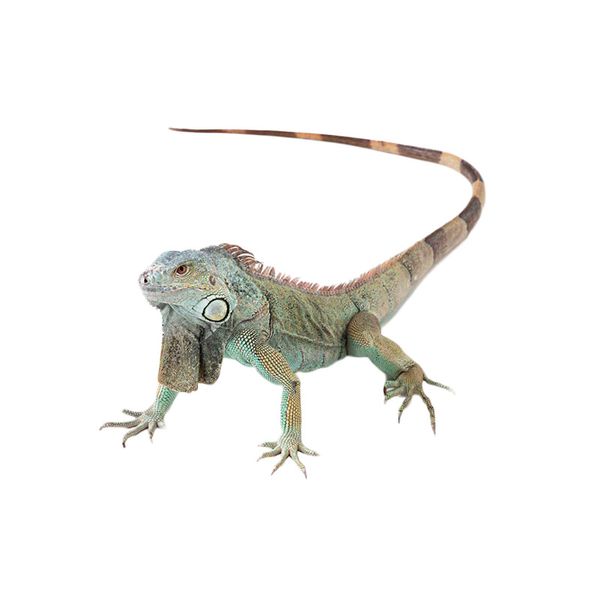 Autocollants 3D animaux lézard pour fenêtre, pare-choc mural pour pare-brise d'ordinateur portable, autocollant étanche de style de voiture et de moto