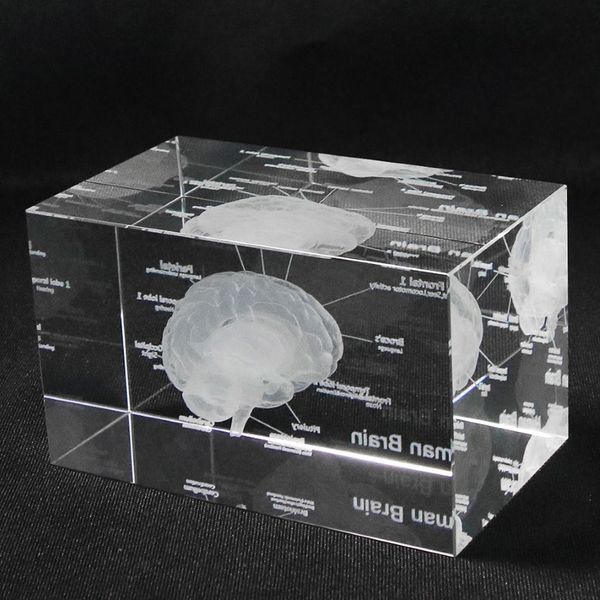 Modèle anatomique humain 3D presse-papier gravé au laser cerveau cristal verre cube anatomie esprit neurologie pensée science médicale cadeau 23054