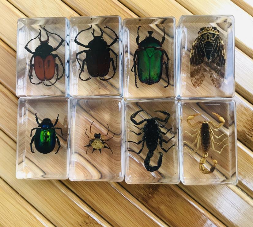 3D Insect Specimen Kids Teen Collection Science Discovery Toys Spider Scorpion Cricket Flower Chafers Stink Bug Spotted Lanternfly Clear Resin Party Favors