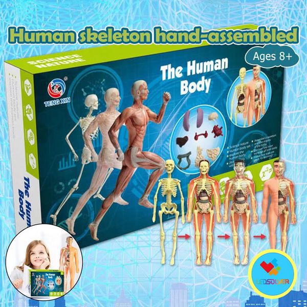 Rompecabezas 3D Juguetes educativos Body Puzzle STEM Modelo humano para niños 8 230630