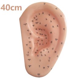 40 cm oormodel Auriculaire acupunctuur Acupoints Chinese karakters Engelse code