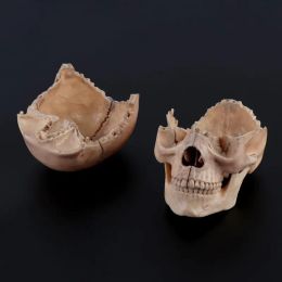 Modèle anatomique du crâne désassemblé 4d outil d'enseignement détachable R9JA