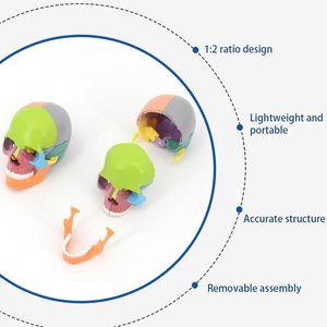 Modèle anatomique du crâne désassemblé 4d outil d'enseignement détachable