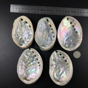 5 maten Abalone Shell Nautical Decor Searhell Beach Wedding Shells Ocean Decor Sieraden Diy Shell Soap Dish Aquarium Home Decor