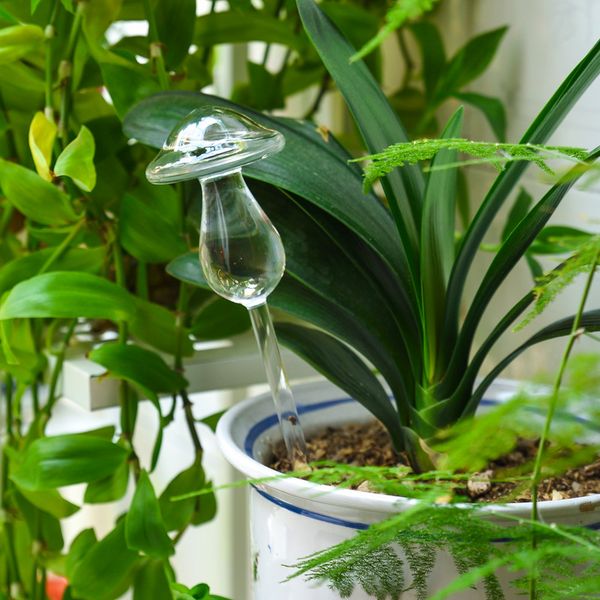 5 tipos de plantas de vidrio flores alimentador de agua