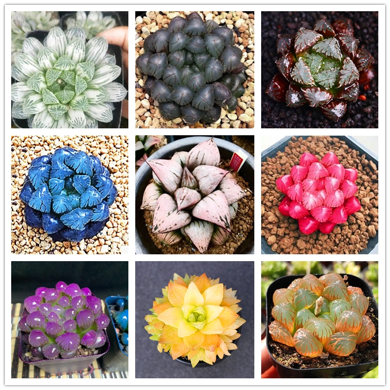 50 Pcs Dewdrops Seeds Bonsai Succulent Plants Seeds Lotus Cactus Perennial The Best Green Tea Flower Potted Ornamental Plant Seed Wholesale Complete Variety