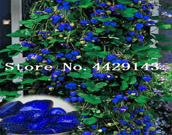 500 pcs Bleu grimpant la fraise plante arbre plante végétale de fruits délicieux pour une plante de bonsaï jardin sucré et délicieuse6344454