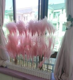 50 st Natural Pampas Grass Reed Drooged Flowers Fall Decorations for Home Real Flowers Wedding Home Decor Fake Plants2042319