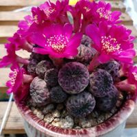 50 PCS "Ziliwan" Cactus Plante Succulente Graines De Fleurs Bonsaï Plantes Semillas Sémentés Sélectionnés pour la décoration De Jardin