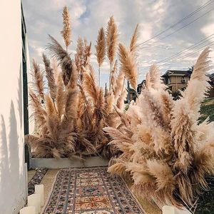 5pcs / 10pcs grandes pampas Grass Bohemian Marriage Décoration Fleurs séchées pour la fête DÉCORDE NATUREL PAMPAS Grass Country Gift 240322