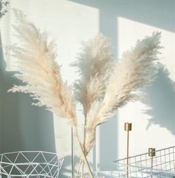  5 piezas de 80 cm Flor seca Cambiadas naturales Decoración de hierba Big Pampas Ornamental Wedding Shop Ornament Decoración del hogar4198101