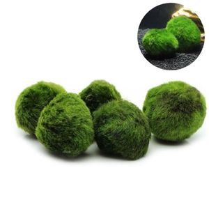 Boule de mousse Marimo, 5 pièces, plantes d'aquarium, Terrarium Cladophora, boule de poisson, ornements 247G