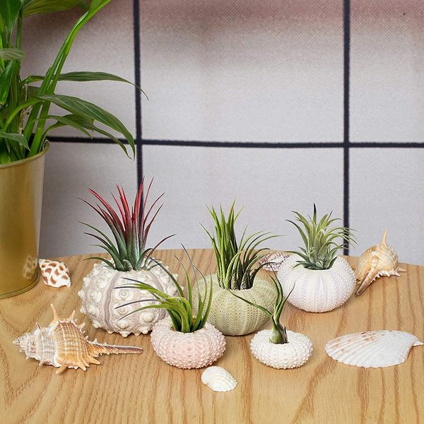 5pcs Natural Sea Orchin Shell conch Tillandsia Plante Plante coquillage Bonesaï Méditerranéen Sequois Craft Decor