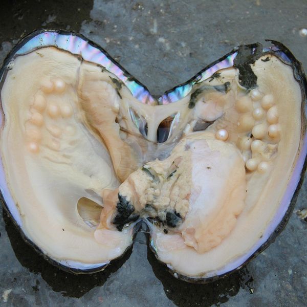 Гигантские монстры вакуумные устрицы Big Nature Pearl Oysters 20-30 Жемчужины в 1 устрице (бесплатная доставка по DHL 2-5 дней)