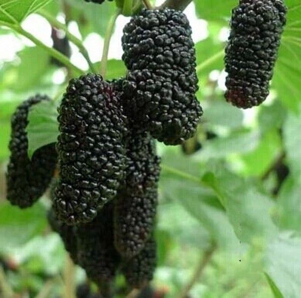 

100 шт./пакет новые Thornless Blackberry семена DIY сад фрукты семена горшечных растений садов