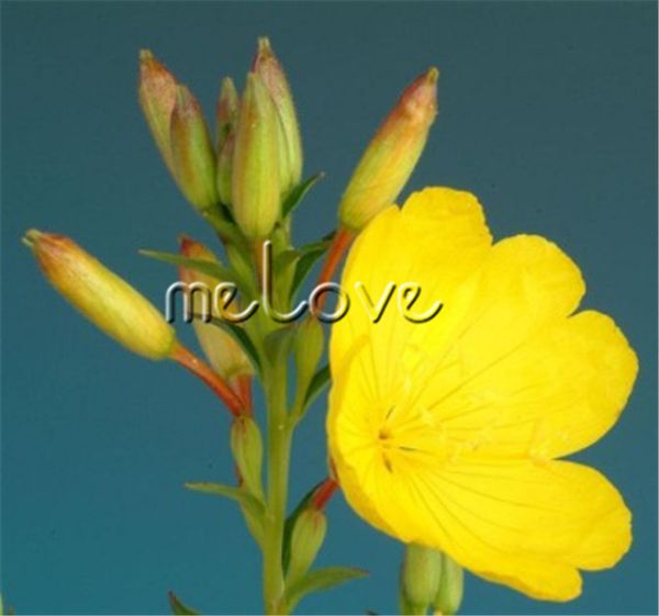 Acheter 1000 Graines Jaunes Donagre Fleur Odeur De Fleur Dherbe Parfumée Plante Bisannuelle Ou Vivace Au Merveilleux Parfum De 502 Du Melove