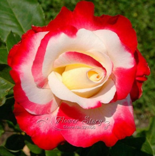 

Sementes flowerstory