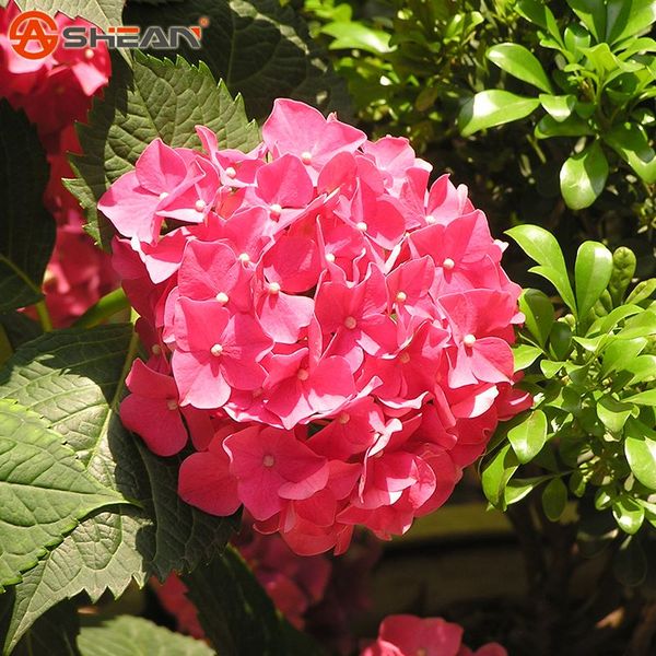 

Роза Красная гортензия Семена балкона Бонсай Форт Вабернум Гортензия Макрофилла