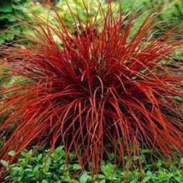 

100 шт/пакет смешать семена овсяница - Красной (Festuca Глаука) многолетнее Харди декор