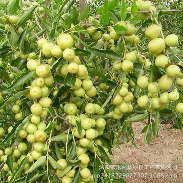 

Оптовая Guoguang jujube мармелад семян плодоношения более прямой бордовый 5 семян/упак.