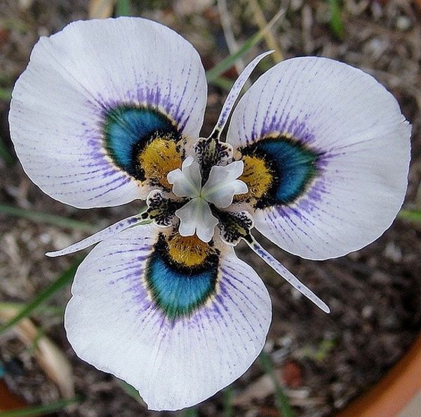 

Moraea iridioides семена цветов-50 шт. китайские характеристики flowe rseeds экзотические расте