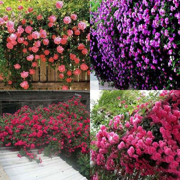 

Новые Красивые Романтические 6 Разнообразие Цветов Восхождение Семена Роуз Роза