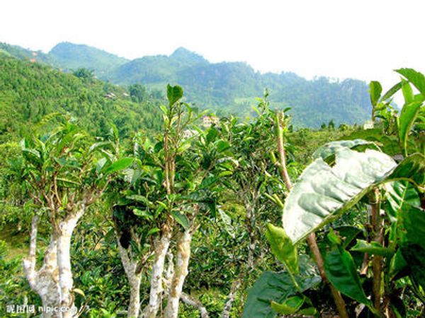 

100 CAMELLIA sinensis Зеленый Чай Семена Свежие Ароматные Редкие семена китайского чая Бес