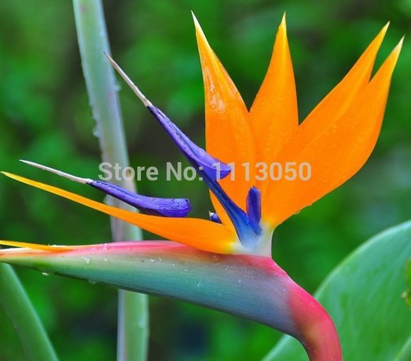 Acheter Livraison Gratuiteoiseau Paradis Graines Pots De Fleurs Planteurs Hybrides Oiseau Paradis Graines Bonsaï Plantes Graines Pour La Maison