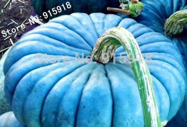 

Vegetable seeds 20pcs Perennial Rare Ornamental edible Blue Jarrahdale Pumpkin seed exotic Blue grey Coloring DIY home gardening