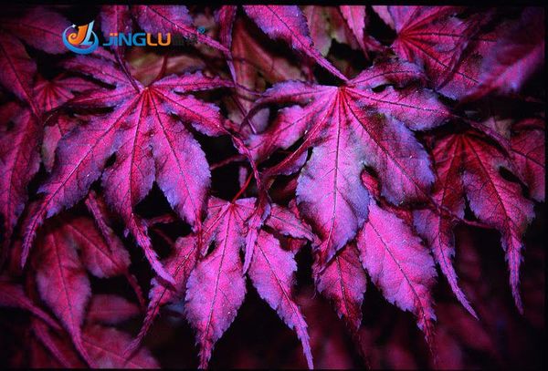 

20 семян / пакет экзотический Японский клен "фиолетовый призрак" свежие семена"