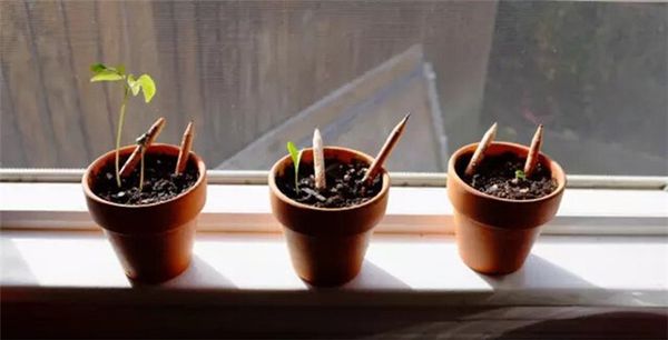 

Juxu 8pc pack plant pencil funny wooden ecology drawing pencil can be prouted to grow plantable herb prouting plant eed for kid gift