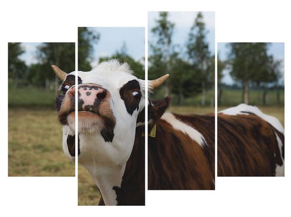 

4pcs/set unframed cow staring at you funny hd print on canvas wall art picture for home and living room decor