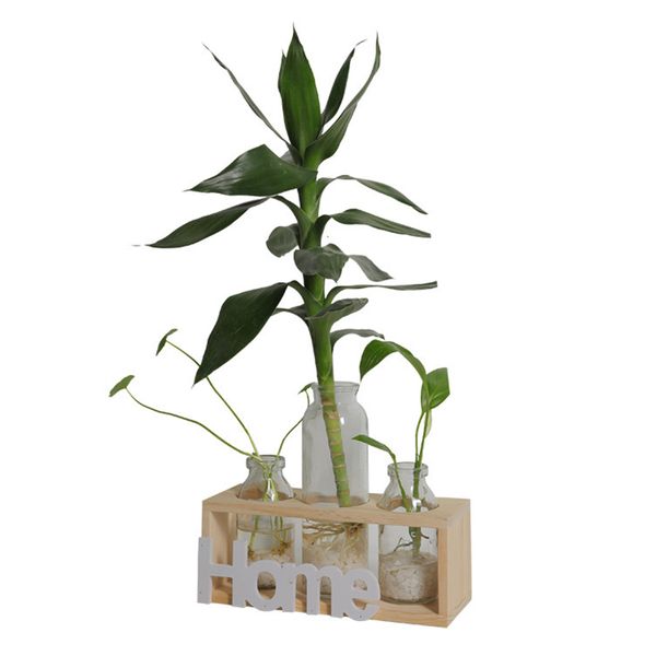 

small fresh transparent glass vase hydroponic green plant container living room desk table decoration ornaments