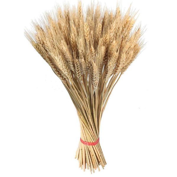 

100pcs wheat ear flower natural dried flowers for wedding party decoration diy craft scrapbook home decor wheat bouquet