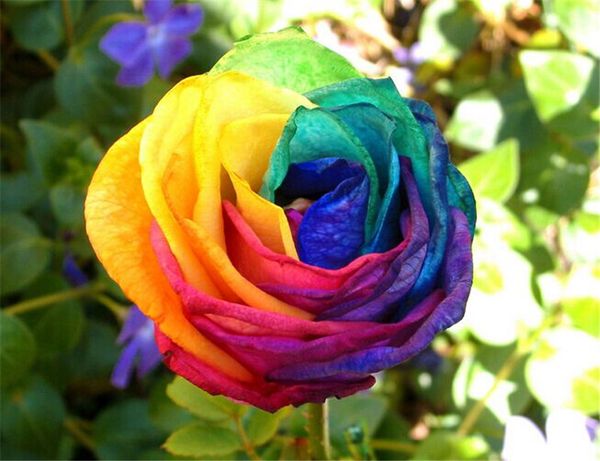 

colorful rose seeds *50 pieces seeds per package new arrival ombre charming garden plants (2bag/pack, White