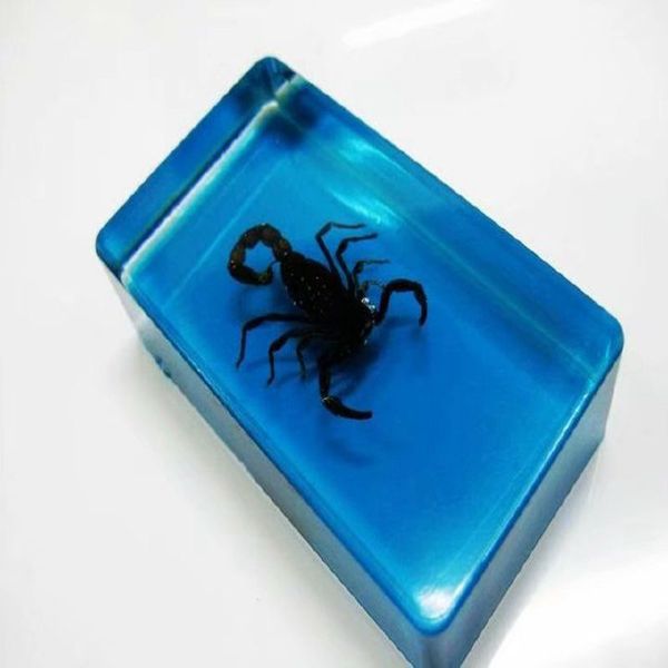

insect specimen creative paperweight collection gift - deinopidae, Silver