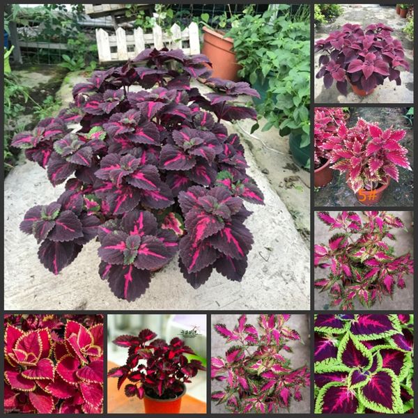 

50pcs fresh real plectranthus scutellarioides leaf oosementes 1-25